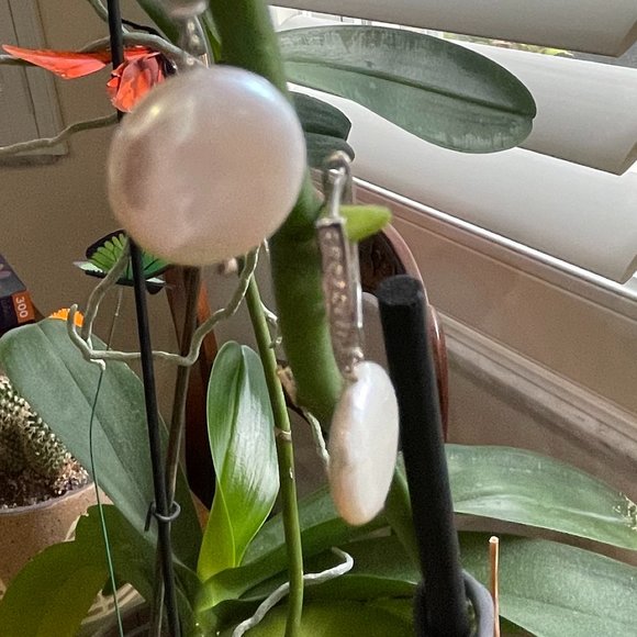 Honora Freshwater pearl coin earrings - Picture 11 of 12